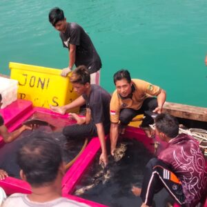 Kelompok Nelayan Cukas Mandiri,Panen Ratusan Kilogram Ikan Kerapu Centang