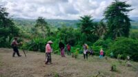 menanam-jagung-bersama-warga-tojo-dukung-ketahanan-pangan-59 (1)